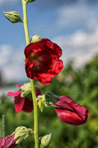 red poppy flower