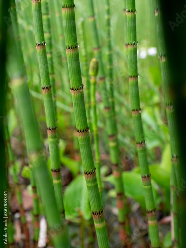Closeup of horsetails (Equisetum) with morning dew in a marsh, Germany 