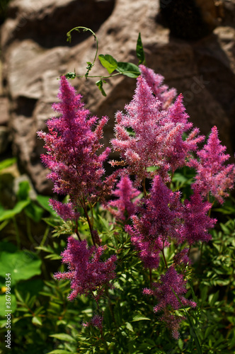 pink flowers in the garden