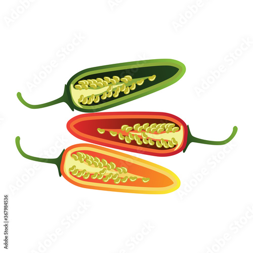 raw green, red, yellow jalapeno pepper. vector illustration