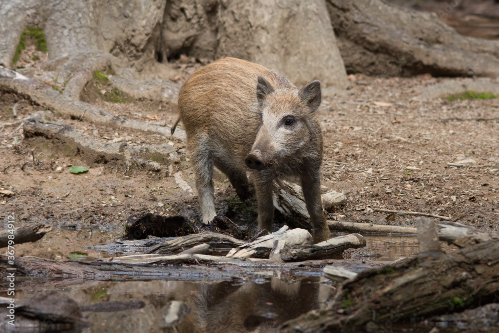 Wildschweinfrischling im Wald