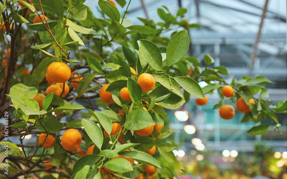 Juicy citrus fruits on a bush in the greenhouse