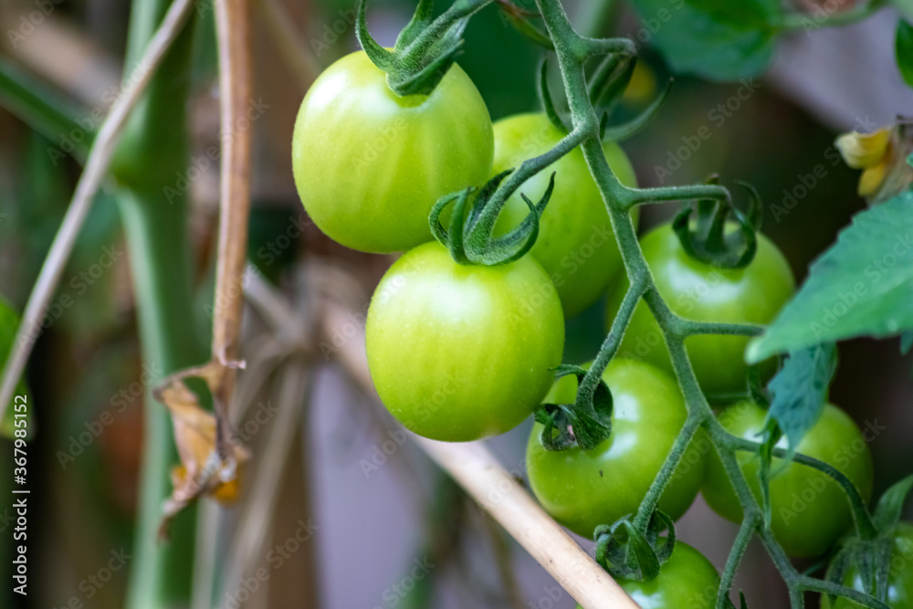Cherry tomatoes grown at home and ripening and hanging in the vegetable garden as organic food and organic vegetables for a healthy nutrition without pesticides for vegetarians and vegans cultivated Cherry tomatoes grown at home and ripening and hanging in the vegetable garden as organic food and organic vegetables for a healthy nutrition without pesticides for vegetarians and vegans cultivated