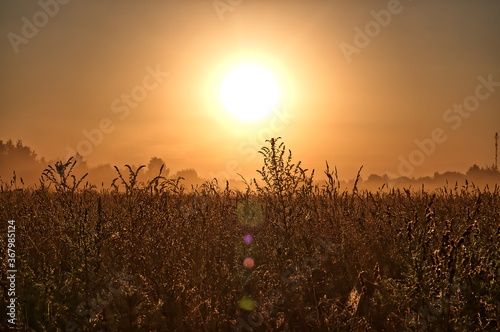 sunset in the field