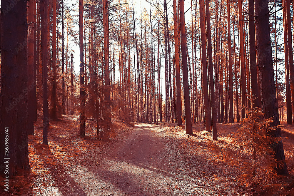 Obraz premium landscape in the autumn park / concept nature seasonal landscape season, autumn, forest, trees Indian summer