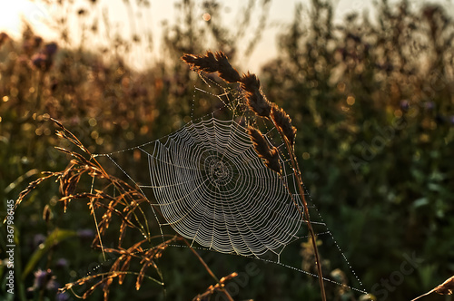 spider web with dew drops