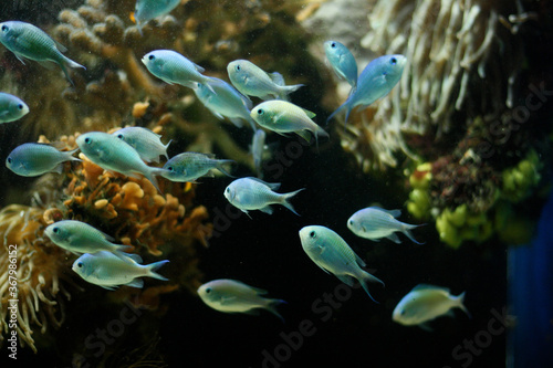 Banc de poissons exotiques sur fonds marins © olivman