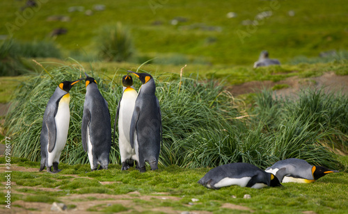 King Penguins  Fortuna Bay  South Georgia