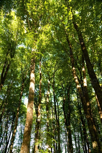 Fototapeta Naklejka Na Ścianę i Meble -  Trees in a forest