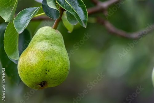 Delicious fresh pears ripening and hanging on a pear tree in an organic agriculture for vegetarians and frutarians as well as vegans for healthy nutrition with vitamins and seasonal food and fruit