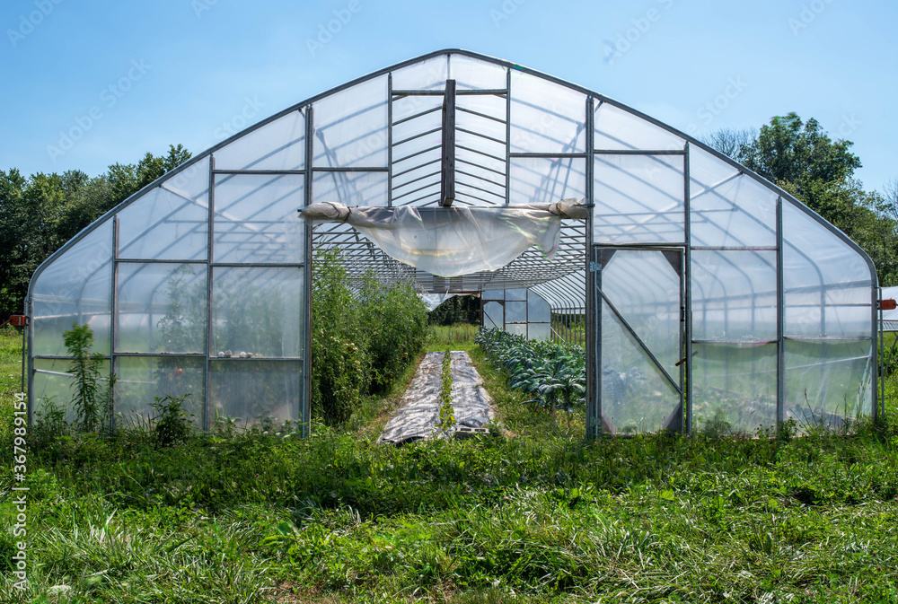 Greenhouse sits in a green field with rows of organic vegetables visible in the interior. Full frame in natural light with copy space. Greenhouse sits in a green field with rows of organic vegetables visible in the interior. Full frame in natural light with copy space.