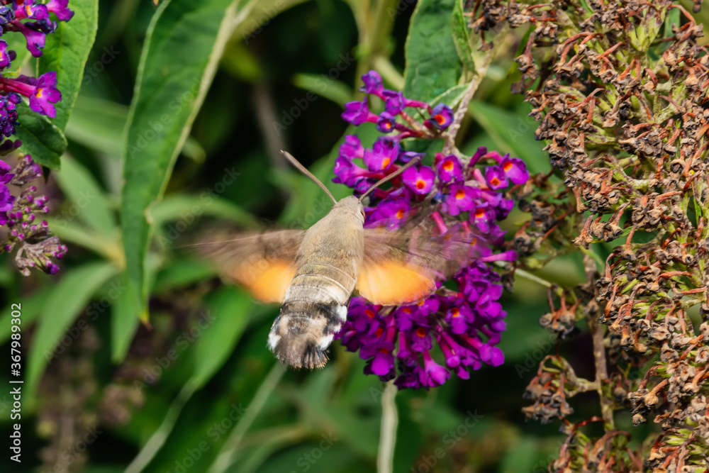 Hummingbird hawk-moth Macroglossum stellatarum feeding on pink flowers Hummingbird hawk-moth Macroglossum stellatarum feeding on pink flowers