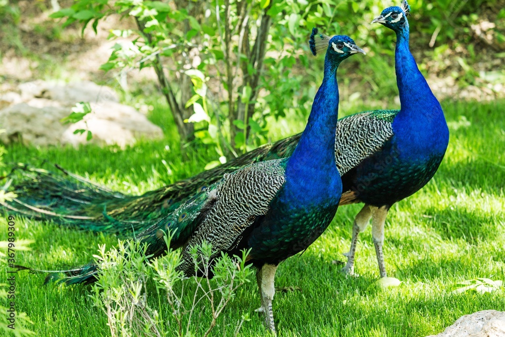 Obraz premium Peacocks in a Garden