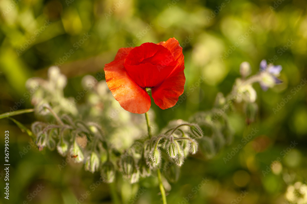 Tanzende Mohnblume Papaver rhoeasr im Abendlicht Tanzende Mohnblume Papaver rhoeasr im Abendlicht