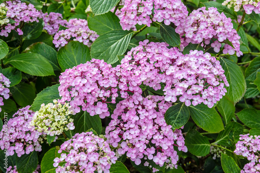Pink mop-head hydrangea, 'Ayesha' in an English garden. Pink mop-head hydrangea, 'Ayesha' in an English garden.