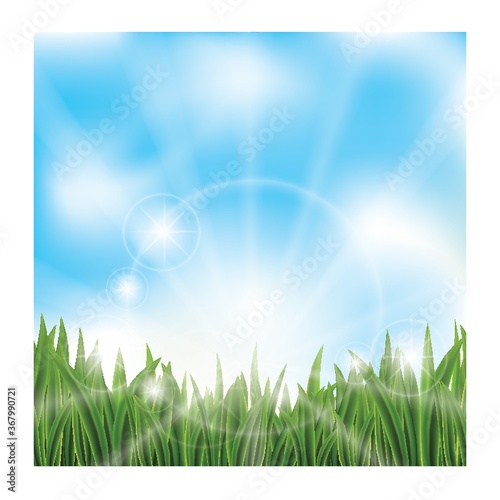 green grass against blue sky
