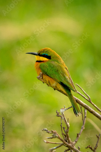 Little bee-eater perches on branch in profile