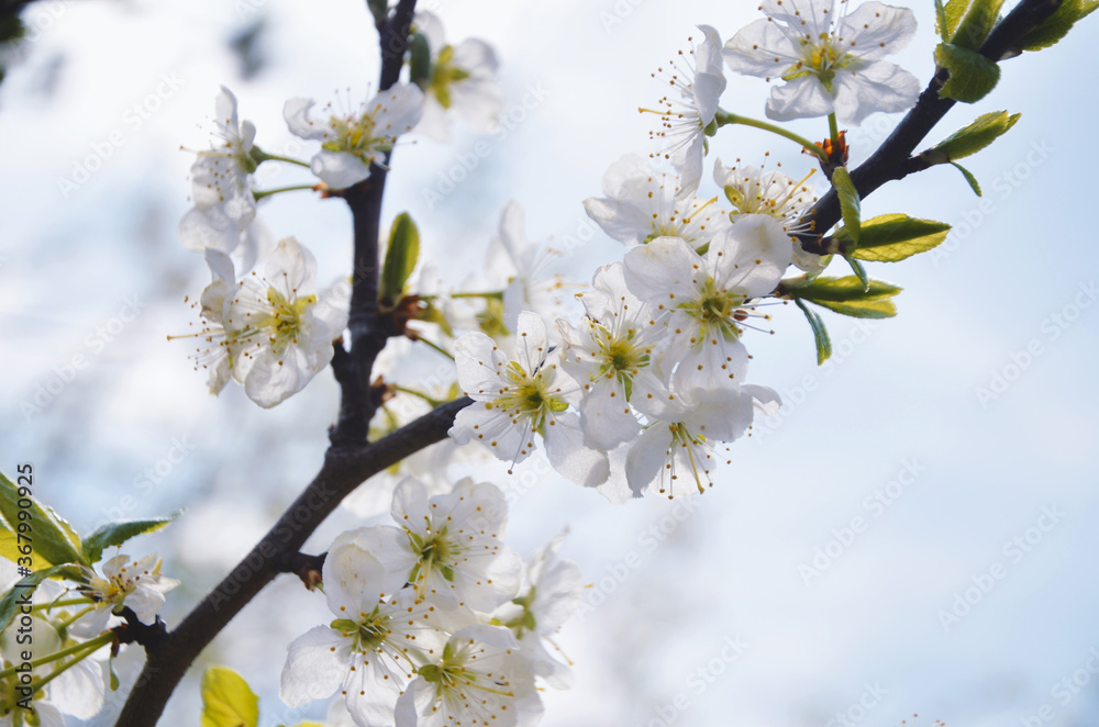 Blooming plum tree in the spring afternoon in the sun in the garden Blooming plum tree in the spring afternoon in the sun in the garden