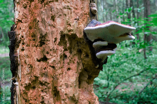 Hollowed-out woodpecker dry tree
