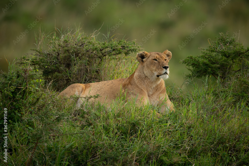 Naklejka premium Lioness lies in long grass among bushes