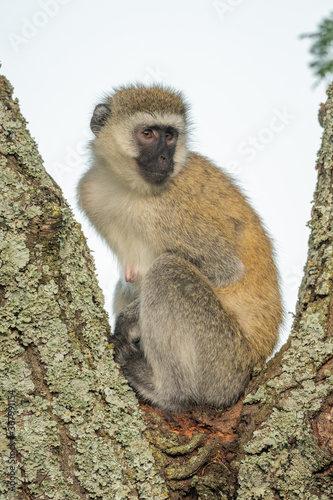 Fototapeta Naklejka Na Ścianę i Meble -  Vervet monkey sits in fork of tree