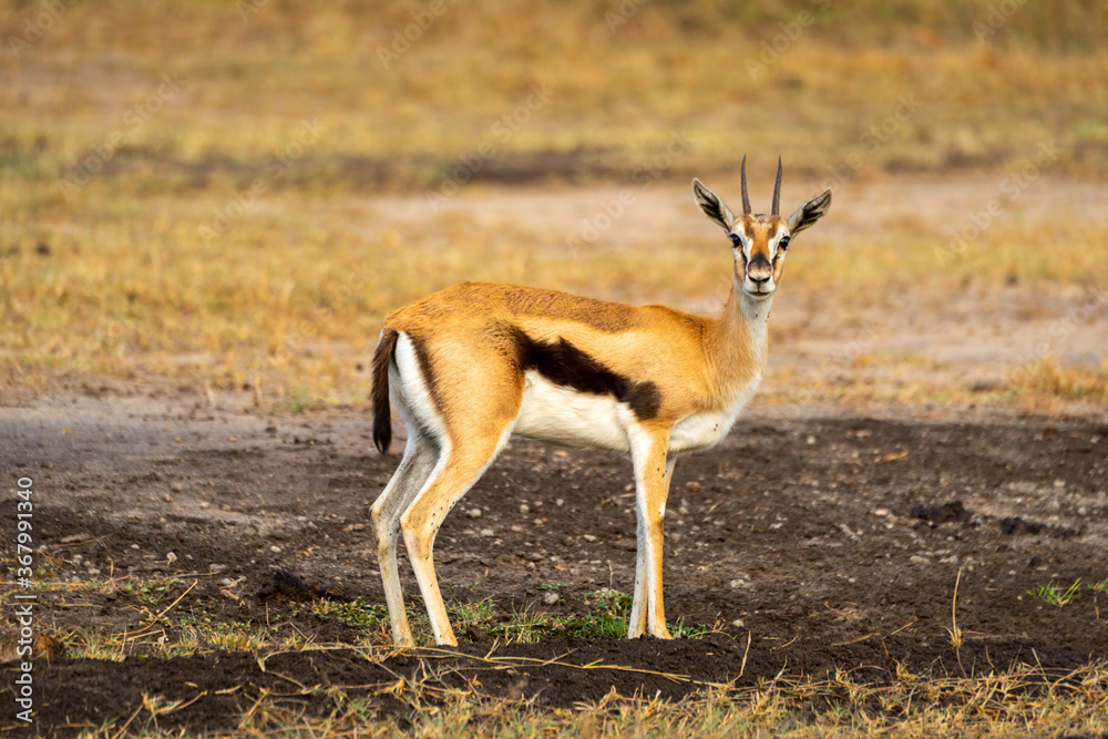 Fototapeta premium Male Thomson gazelle stands looking at camera