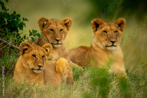 Three lion cubs lie in short grass