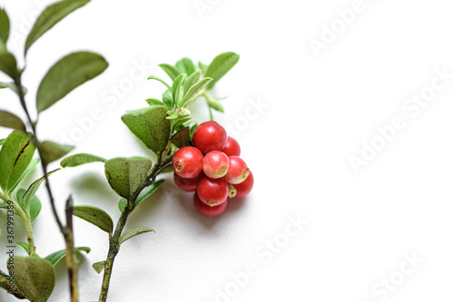 Bunch of lingonberry with red tasty juicy fruits on white background.