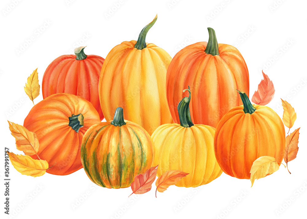 composition of pumpkins on isolated white background, watercolor illustration, hand drawing composition of pumpkins on isolated white background, watercolor illustration, hand drawing