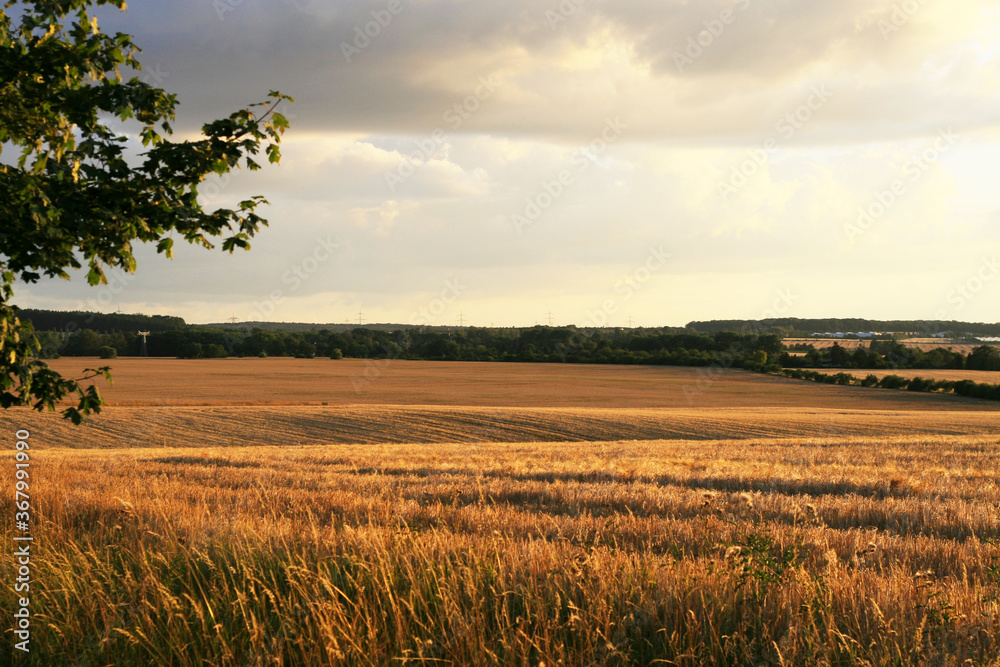 Reifes Gerstengetreide im Sommer kurz vor der Ernte. Abendsonne in den Feldern Mittelthüringens bei Weimar, Ausblick über wellige Felderlandschaft