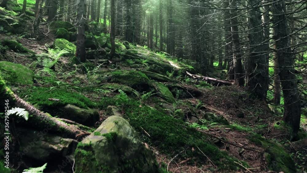 Wild mountain forest with mossy stones and fern plants. Sun rays falling on old centenary trees. Wild mountain forest with mossy stones and fern plants. Sun rays falling on old centenary trees.