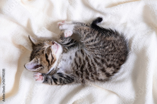 Cute striped kitten lying white blanket on bed. Looking at camera. Concept of adorable little pets