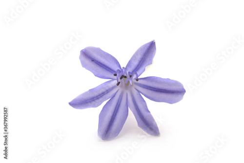 Closeup of ornemental purple onion flower blossom on white background