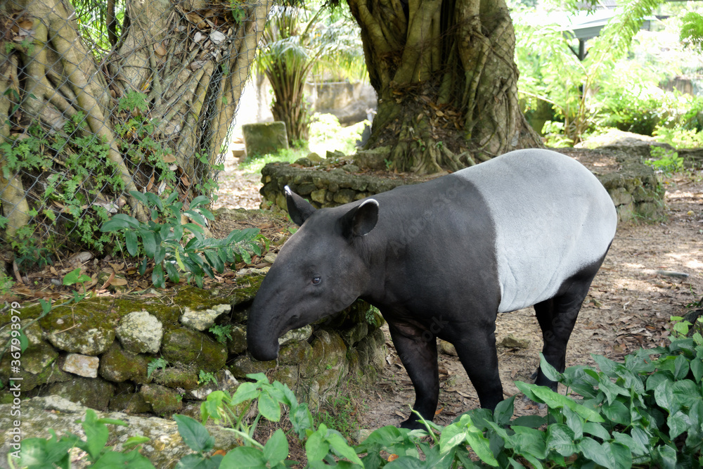 Fototapeta premium tapir walking in the zoo cage