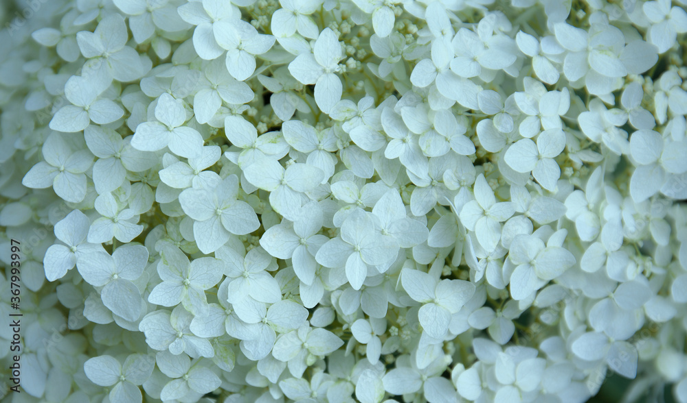 Hydrangea petals texture close up Hydrangea petals texture close up