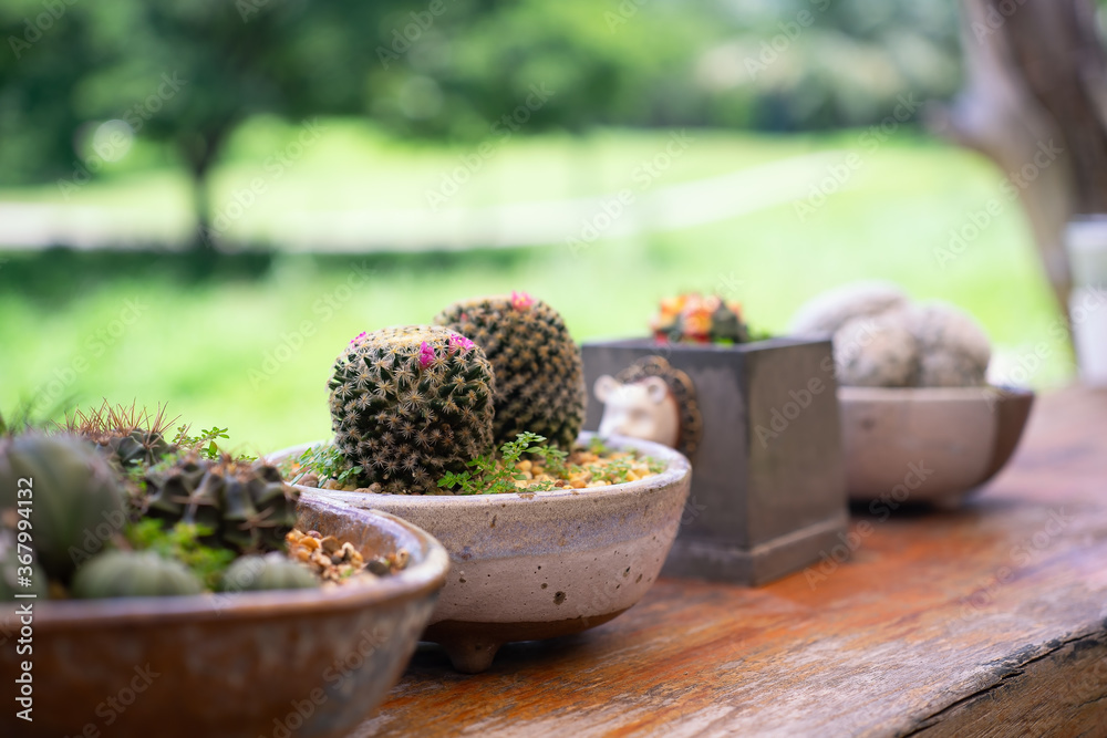 Cactuses in small pots on a background of a garden. Interior decoration. Cactuses in small pots on a background of a garden. Interior decoration.