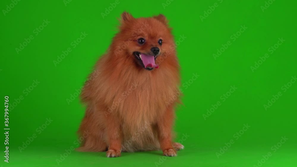Spitz dog on a green background 4K video screen. Spitz dog on a green background 4K video screen.