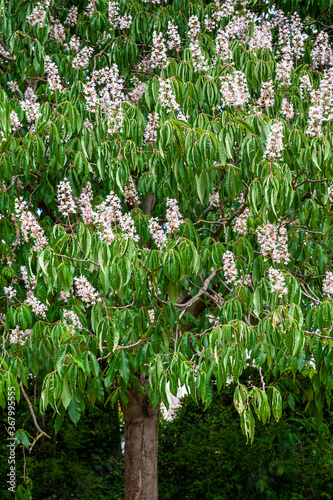 Flowering European horse-chestnut tree creating a natural display  background of green palmate leaves and upright white  pinkish flowers. Aesculus hippocastanum  commonly known as conker tree.