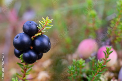 Empetrum. Fresh berries crowberry on swamp. Close up view photo