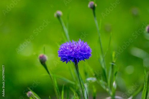 Centaurea cyanus blue cultivated flowering plant in the garden, group of beautiful cornflowers flowers in bloom photo