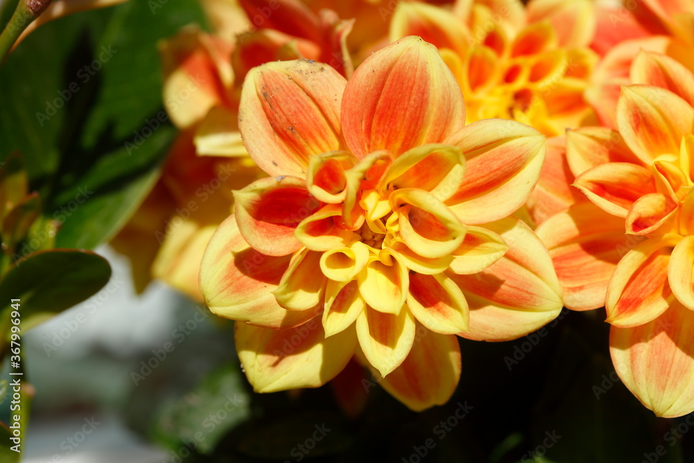 Fototapeta premium Orange Dahlie (Dahlia), Blüte, Closeup, Deutschland, Europa