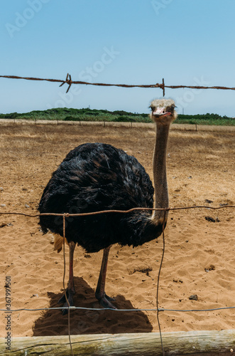 Porto Covo, Portugal - July 19, 2020: Ostrich next to a young woman, captured in Alentejo, Portugal photo