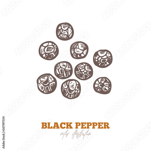Isolated vector black pepper dry seed on white. Spices and herbs illustration. Hand drawn sketch in engraved style