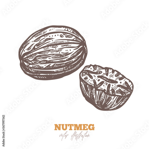 Isolated vector dry nutmeg on white. Spices sketch illustration