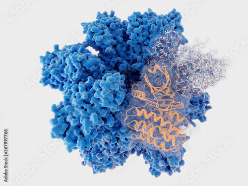 Ca2+/calmodulin-dependent protein kinase II holoenzyme