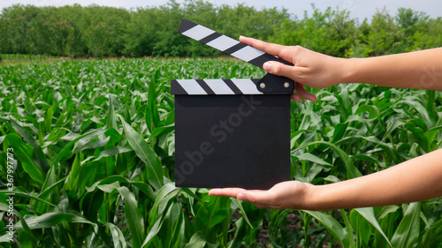 Empty wooden clapperboard in women's hands in a corn field.