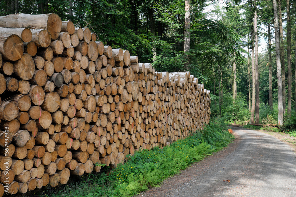 A forest path and a big stack of logs - Stockphoto