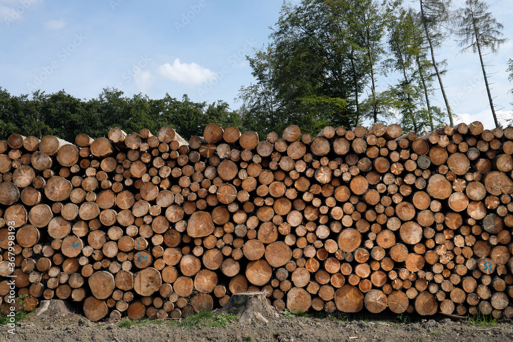 A stack of logs in front of green trees - Stockphoto