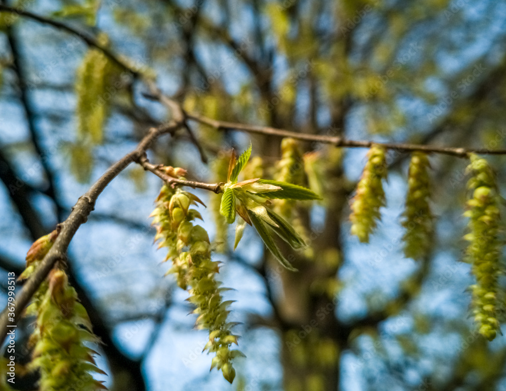 Naklejka premium Catkin tree with young leaves awakening into spring.