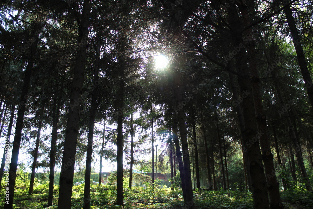 sun shining through trees sun shining through trees